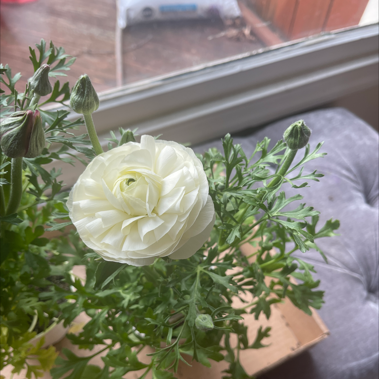 Garden Ranuncula plant with a white flower in bloom and multiple buds.