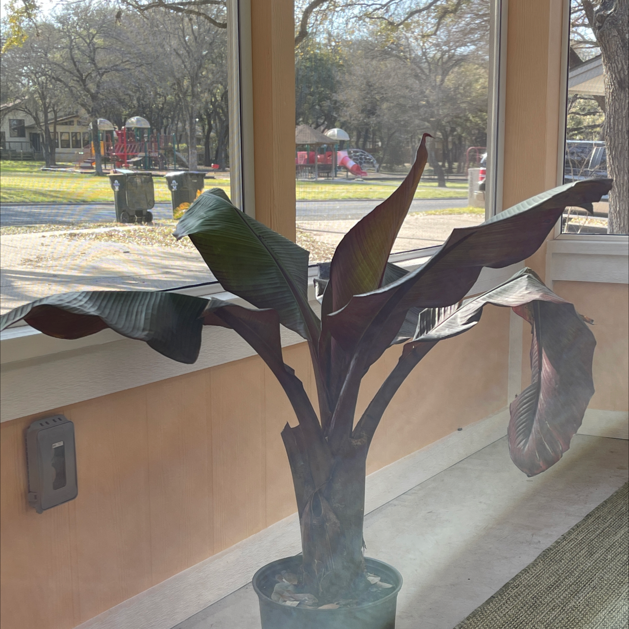 Abyssinian Banana plant indoors near a window with some minor browning on the leaf edges.
