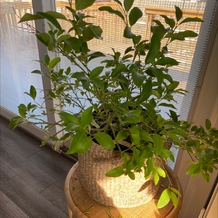 Key Lime Tree in a woven basket indoors, receiving natural light from a window.