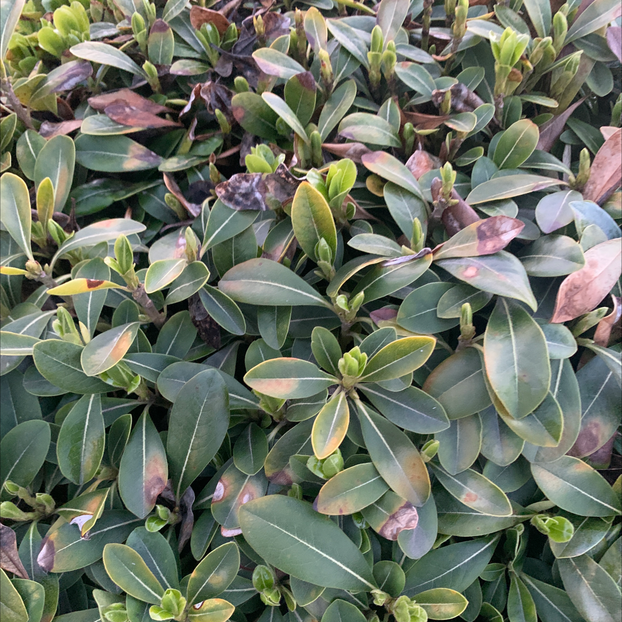 Japanese Cheesewood with some yellowing and browning leaves, indicating potential health issues.