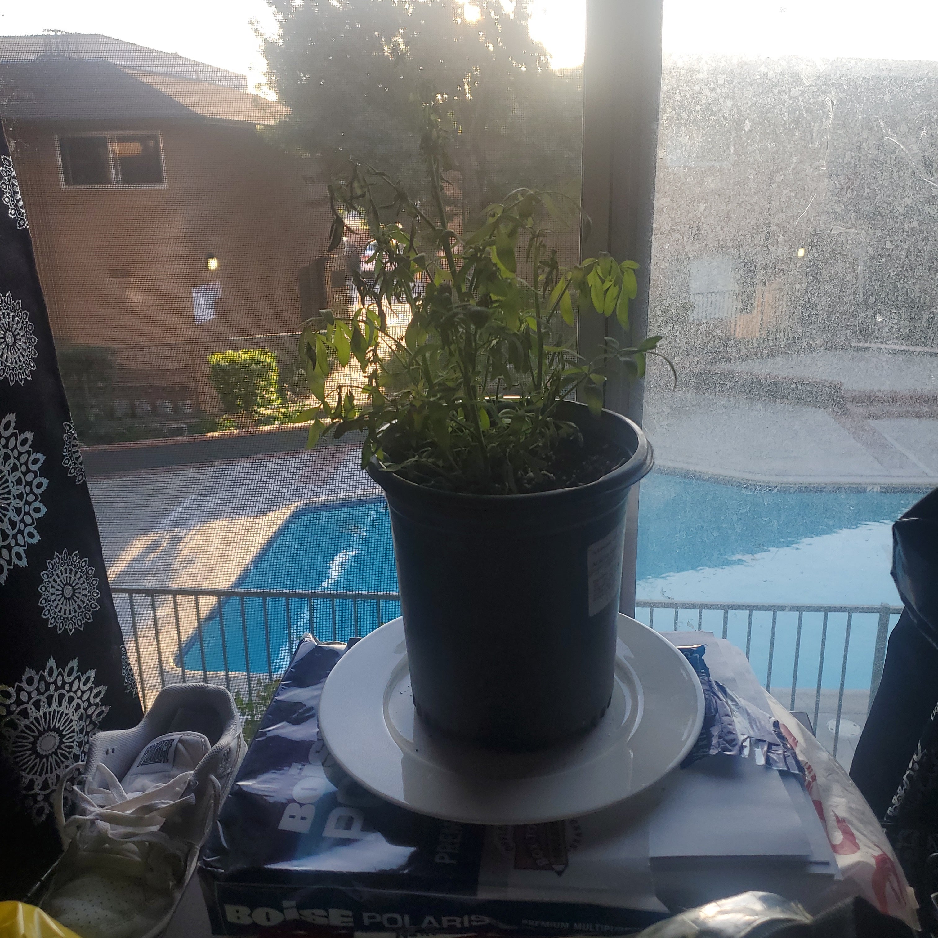 Soil Recommendations for Common Rue