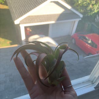 tillandsia plant in Somewhere on Earth