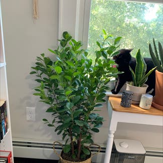 Ficus Moclame plant in Somewhere on Earth