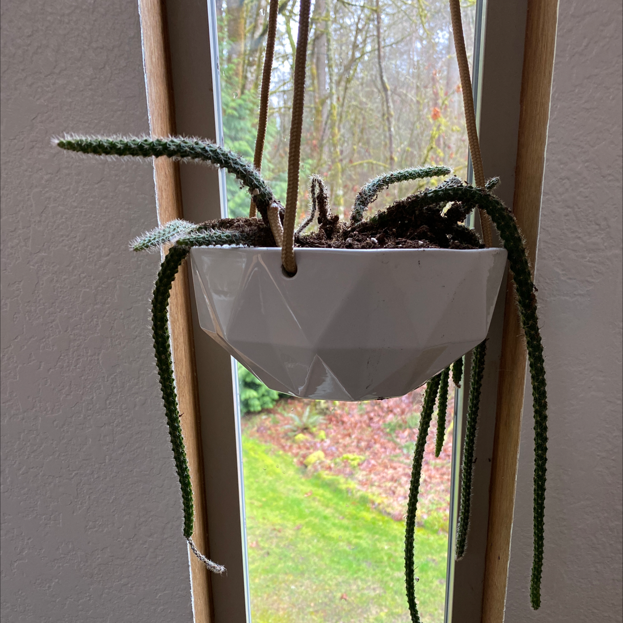 Rat Tail Cactus in a hanging pot with a window view in the background.