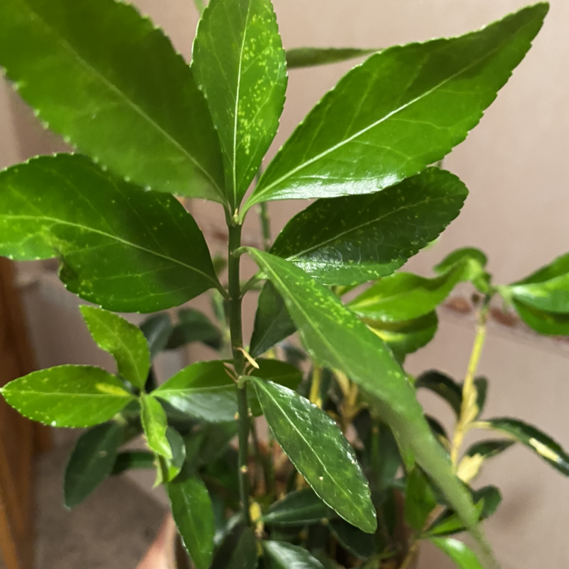 Image of a healthy Christmas Berry plant with glossy green leaves.