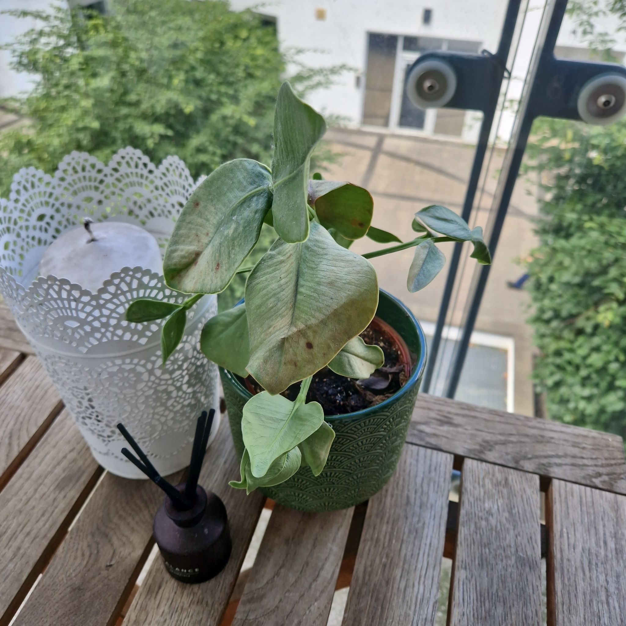Potted Dwarf clusia plant with some leaf browning on a wooden table near a window.