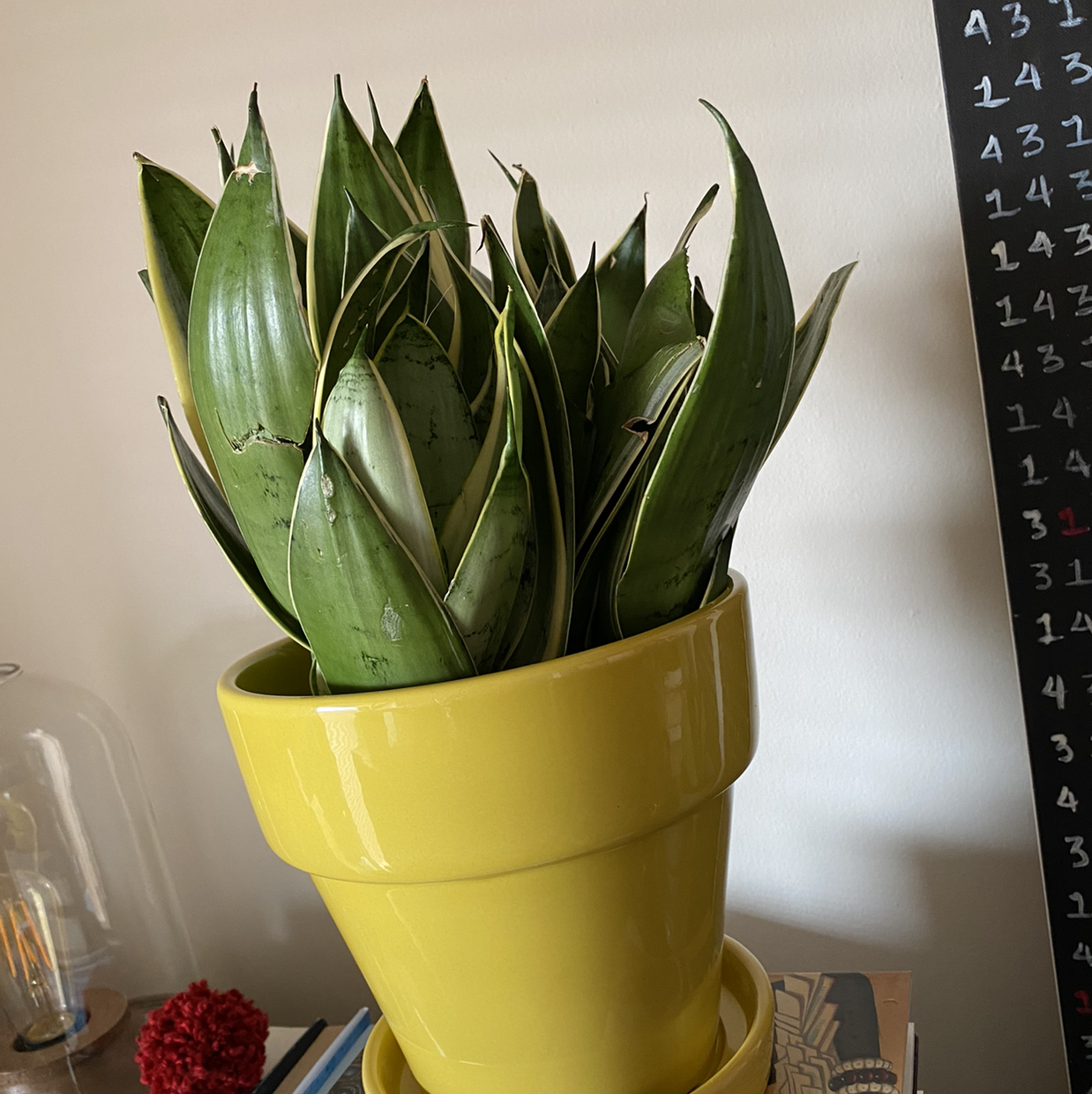 Sansevieria Night Owl plant in a yellow pot, appears healthy with vibrant green leaves.