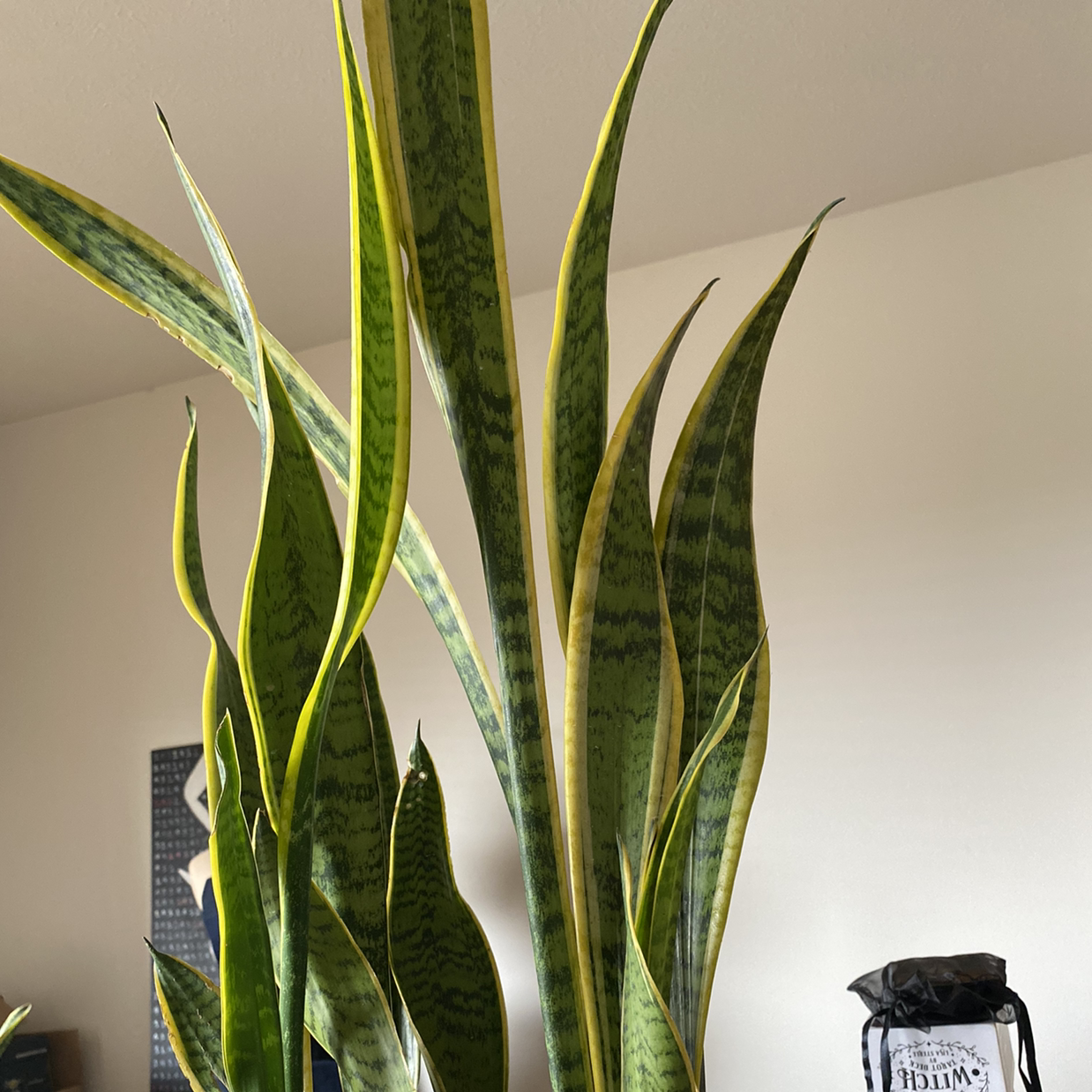 Sansevieria 'Lauren' plant with tall, variegated leaves in a well-lit indoor setting.