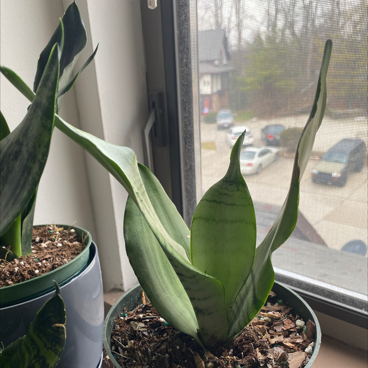 Silver Snake Plant near a window with visible soil and healthy green leaves.