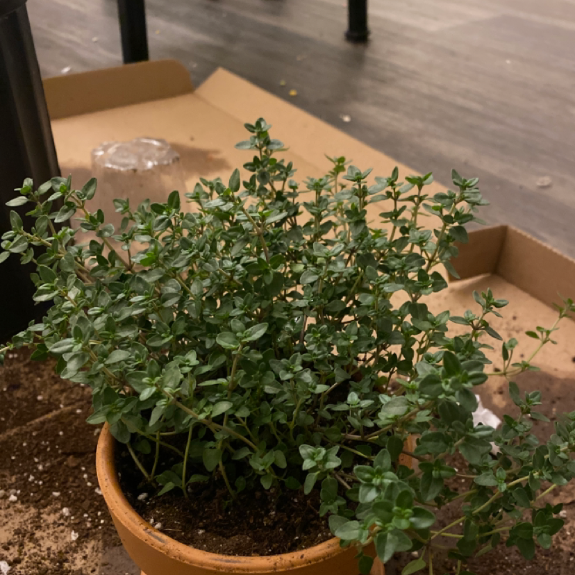 A healthy and thriving Common Thyme plant in a terra cotta pot, with dense green foliage and no signs of disease or damage.