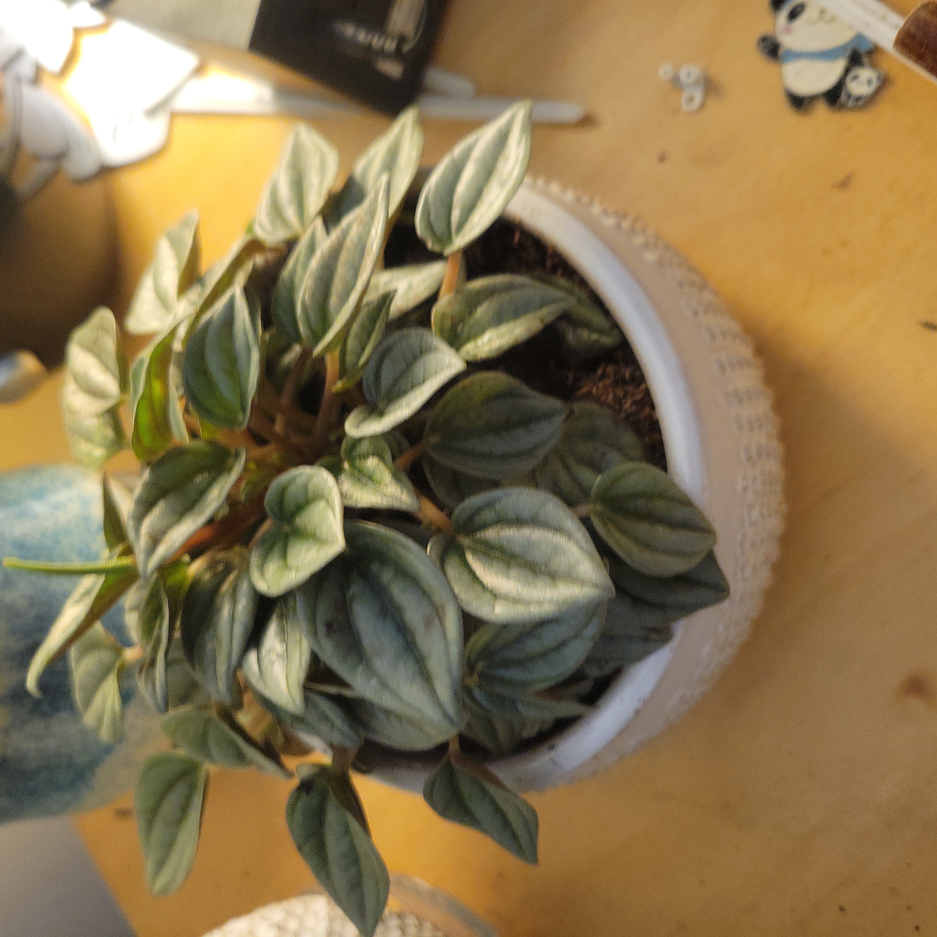Photo of the plant species Peperomia 'Silver Shine' by @CherishedBalsam named Harper on Greg, the plant care app