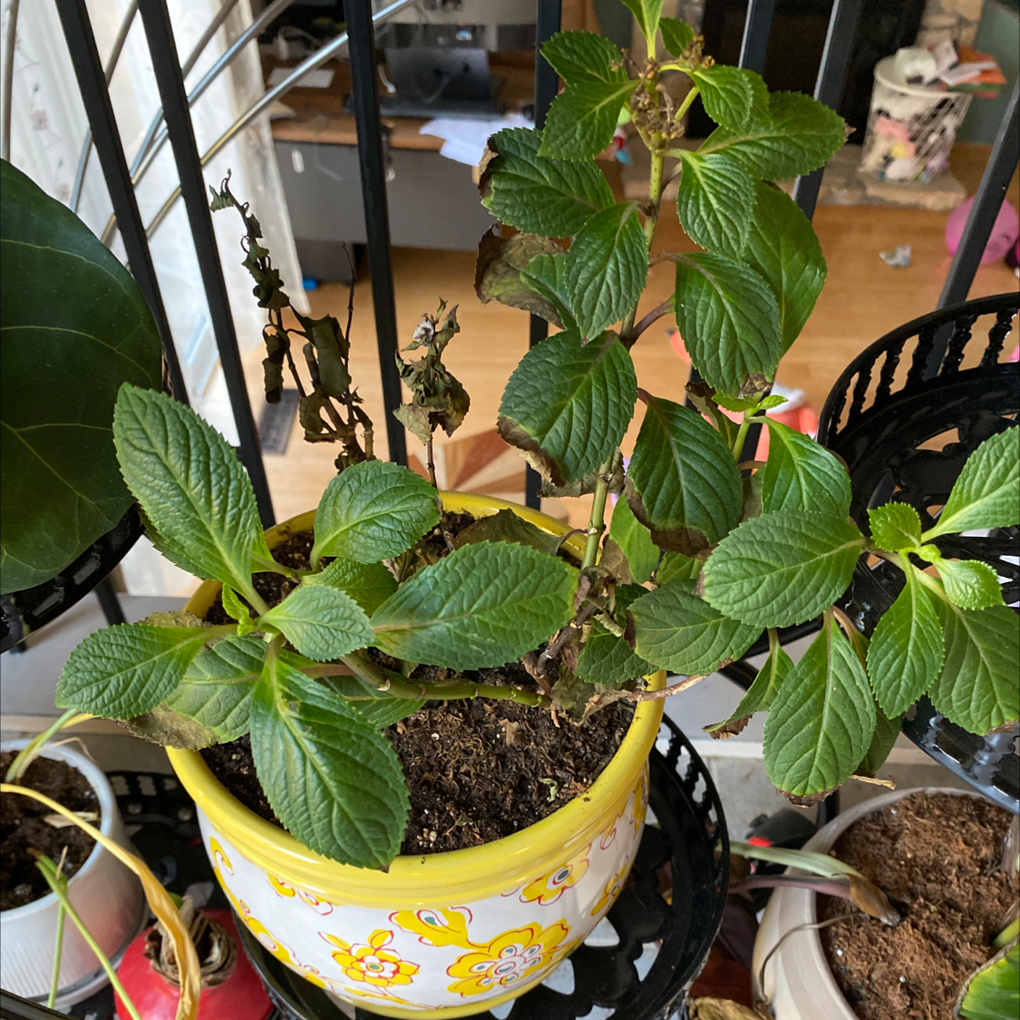 Potted French Hydrangea with some browning leaves and visible soil.