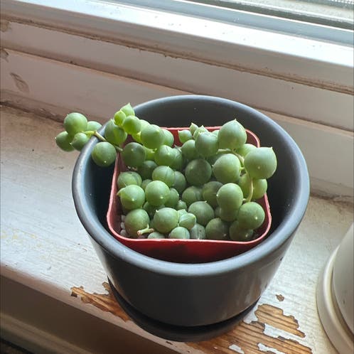 Got a Gripe with String of Pearls? Here's How She'll Thrive from