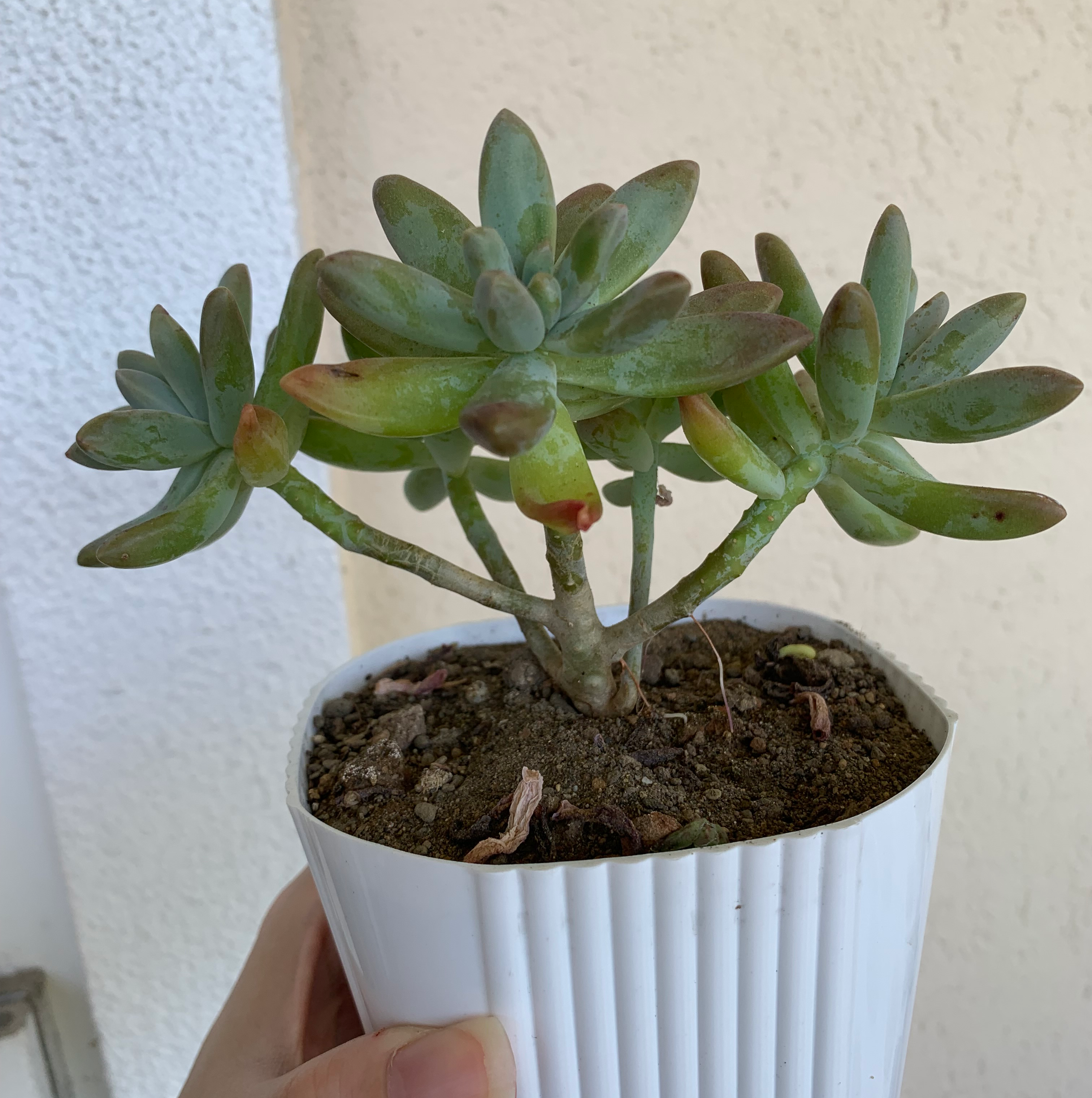 Graptosedum 'Darley Sunshine' succulent in a white pot, held by a hand.