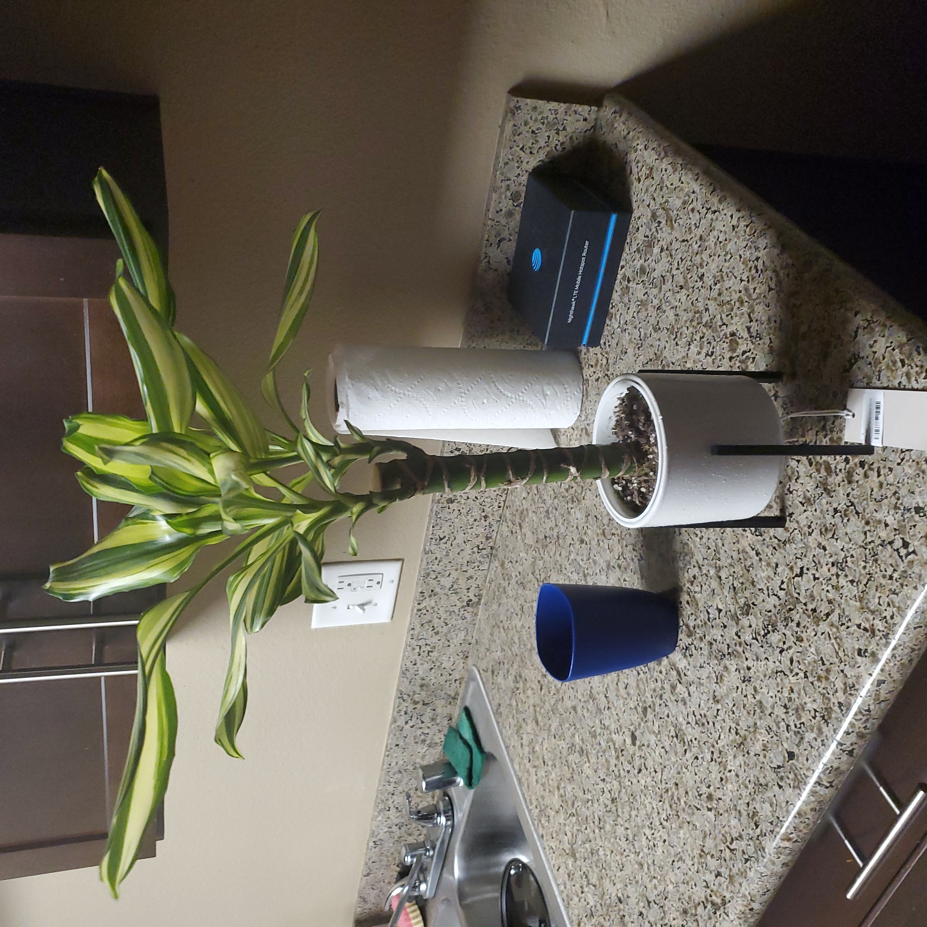 Dracaena 'Sted Sol Cane' plant on a kitchen counter with visible soil and vibrant leaves.