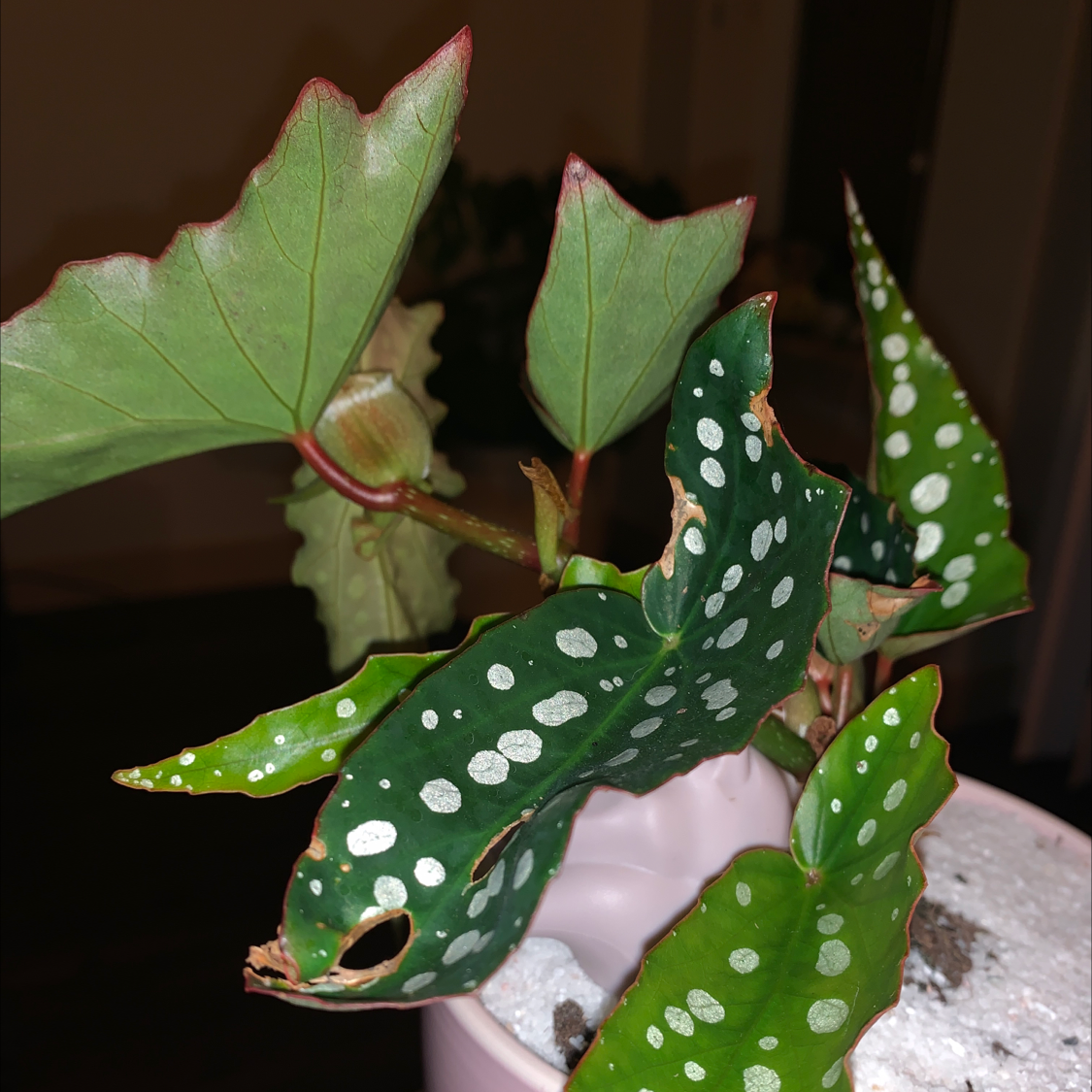 Leaf Erickson