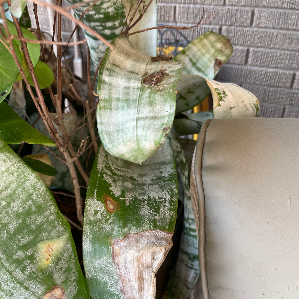 Urn Plant with discolored and browning leaves near a wall.