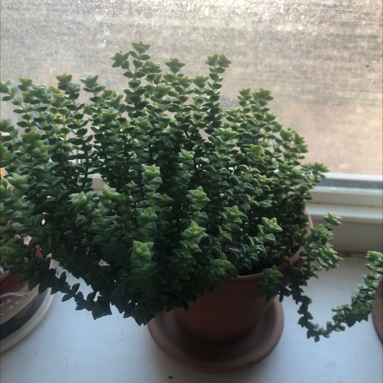 String of Buttons plant photo by Karen named Your plant on Greg, the plant care app.