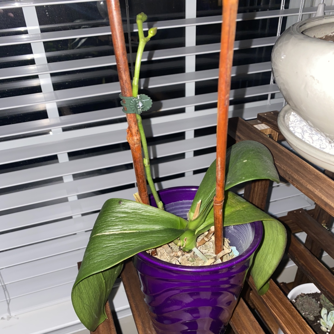 Noble Dendrobium plant in a purple pot with wooden stakes, healthy leaves.