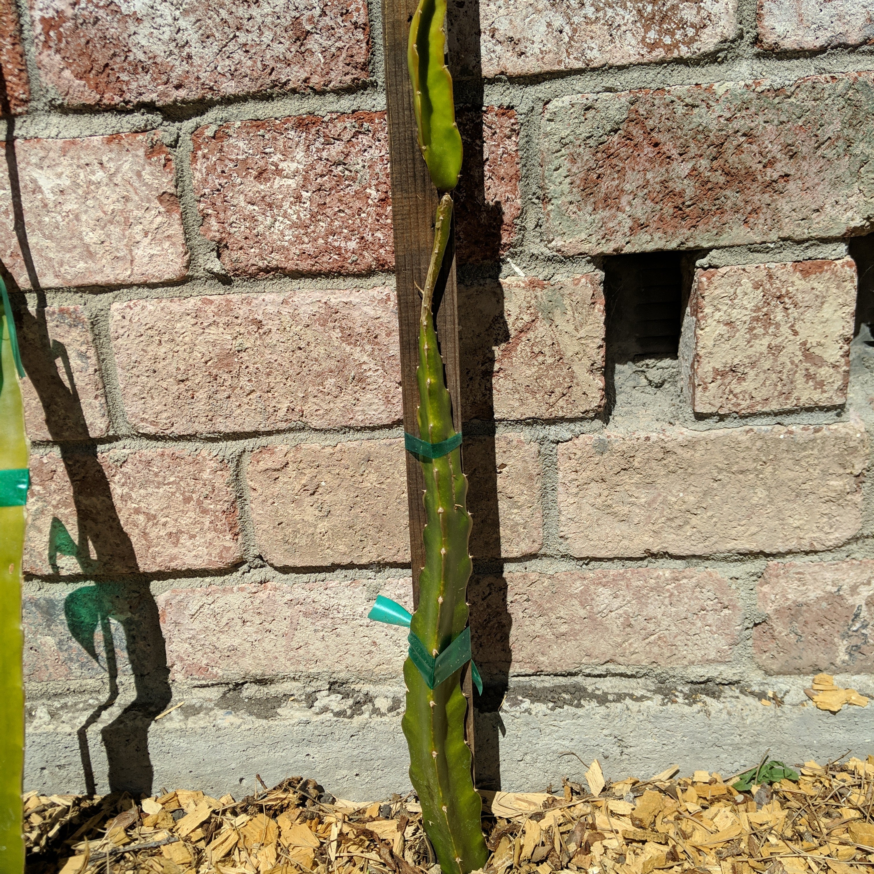 🐉 Why Are My Dragon Fruit Leaves Turning Yellow?