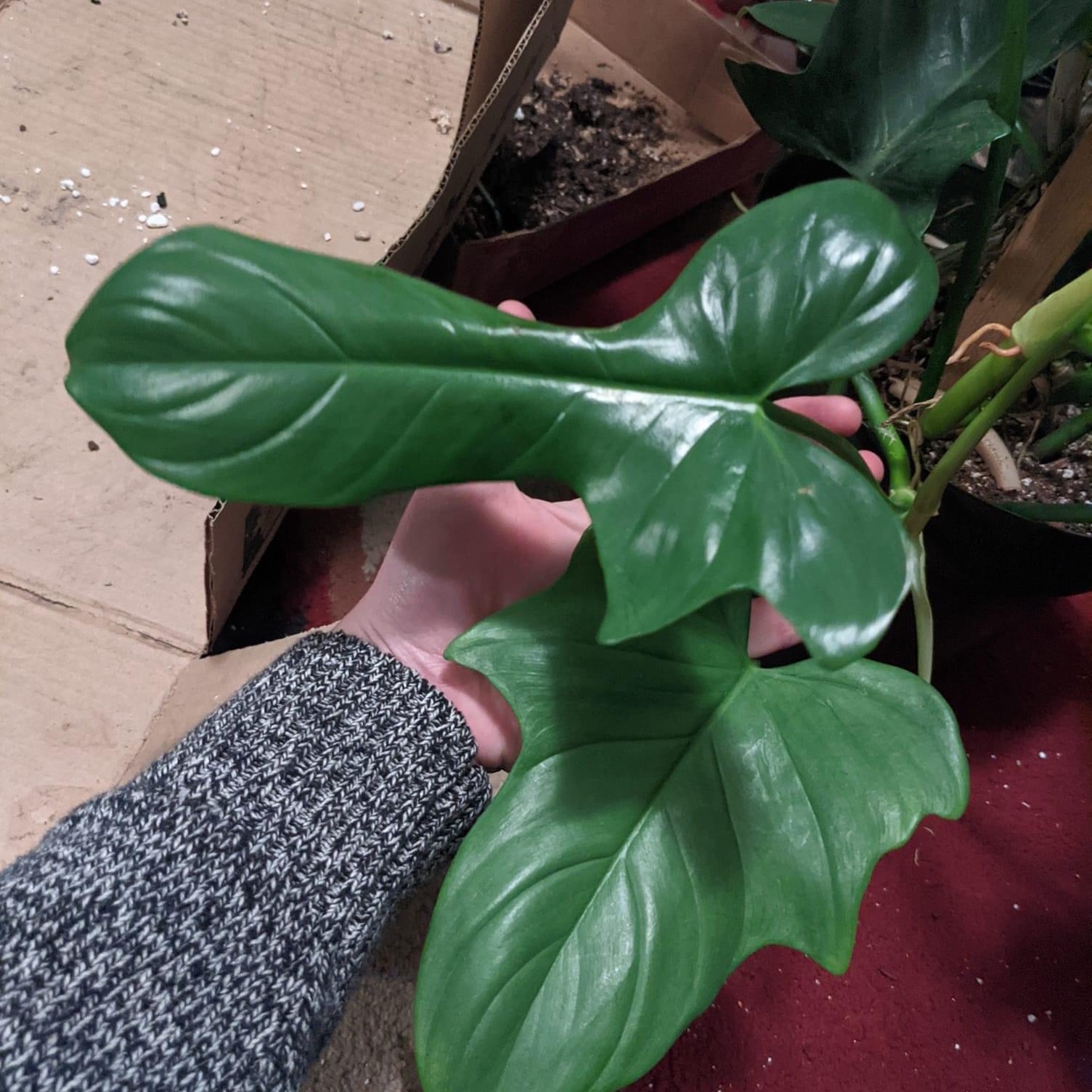 Horsehead Philodendron with healthy green leaves, hand holding a leaf.