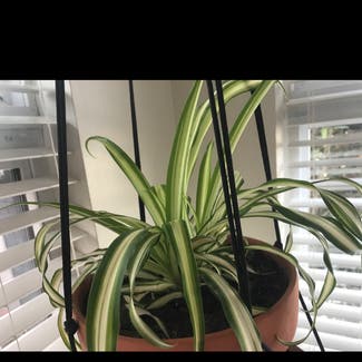 Spider Plant plant in Myrtle Beach, South Carolina