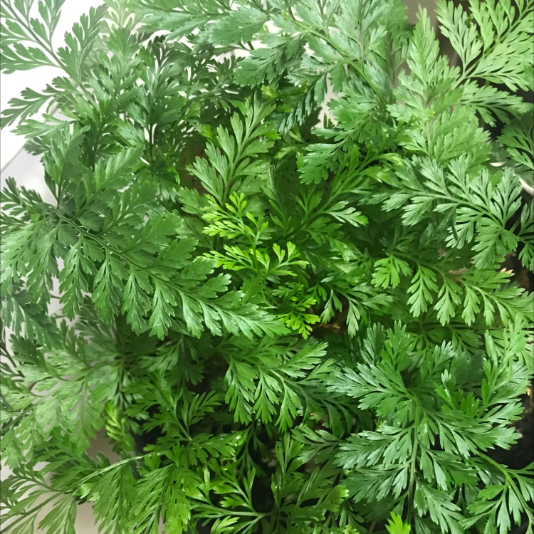 Healthy Hen and Chicken Fern with lush green fronds.