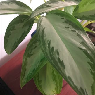 Chinese Evergreen plant in Myrtle Beach, South Carolina