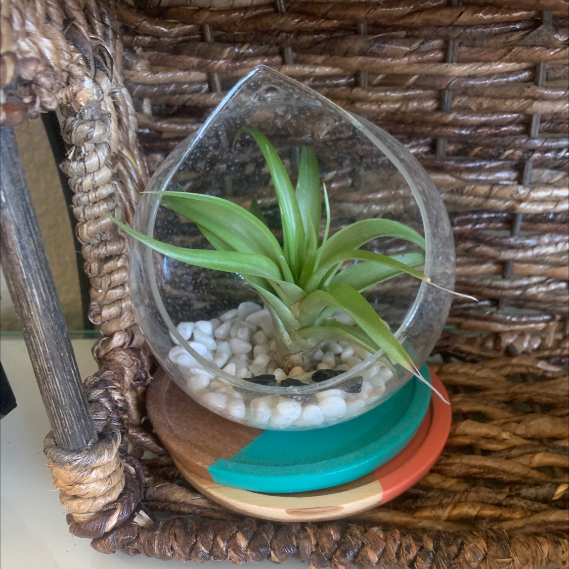 Spreading Airplant in a glass container with white pebbles, placed on a colorful coaster.