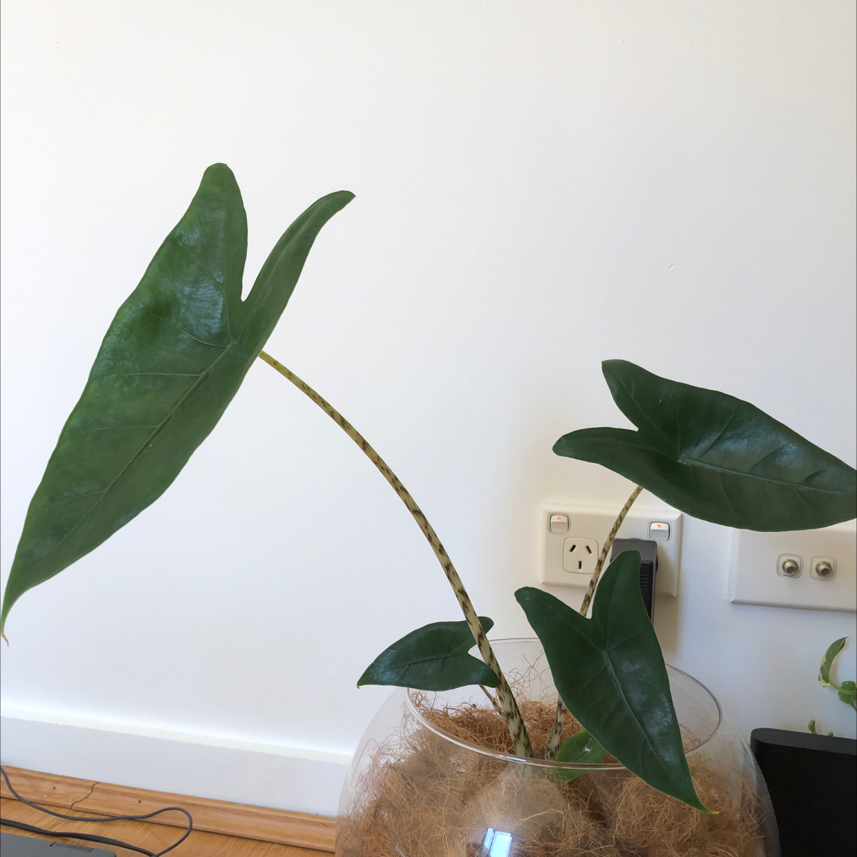 Zebra Elephant Ear plant with large, dark green leaves in a transparent pot.