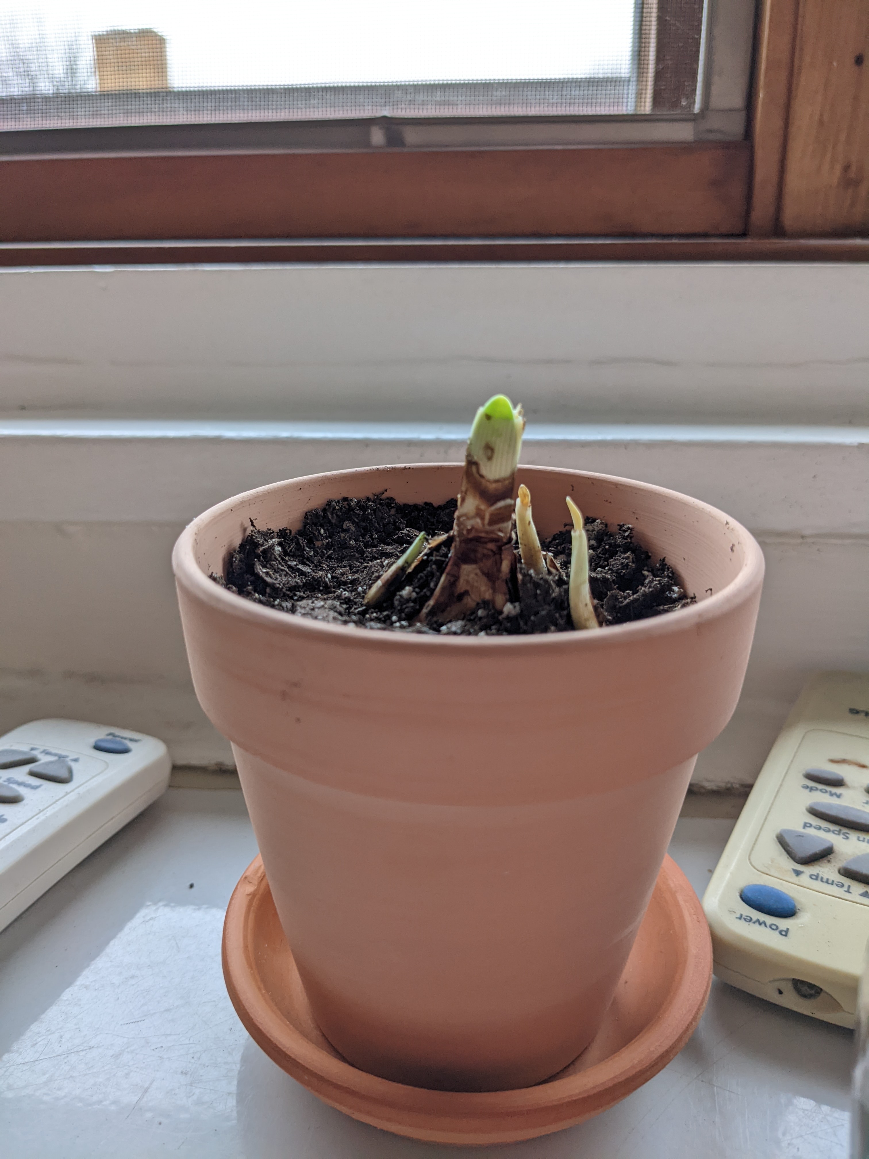 Potted Paperwhite plant with a single green shoot on a windowsill.