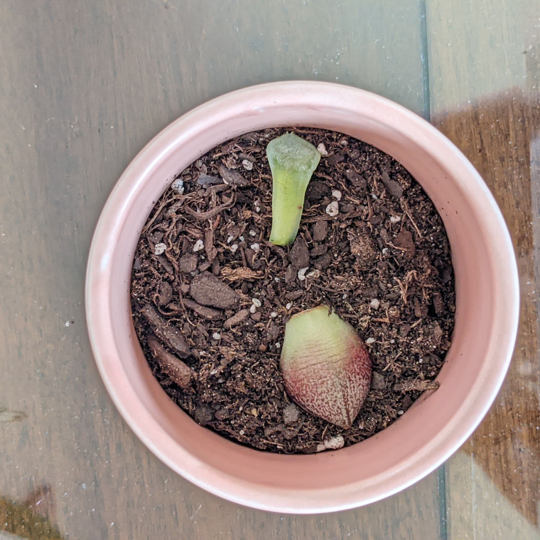 Echeveria 'Dionysos' plant in a pink pot with visible soil and a single leaf.