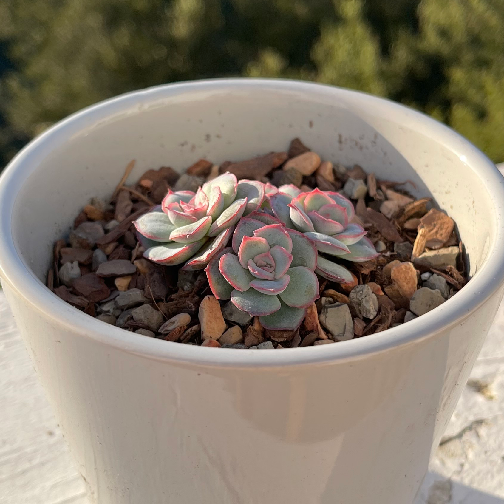 Photo of the plant species Desert Savior by @bulgogi named The Quad on Greg, the plant care app