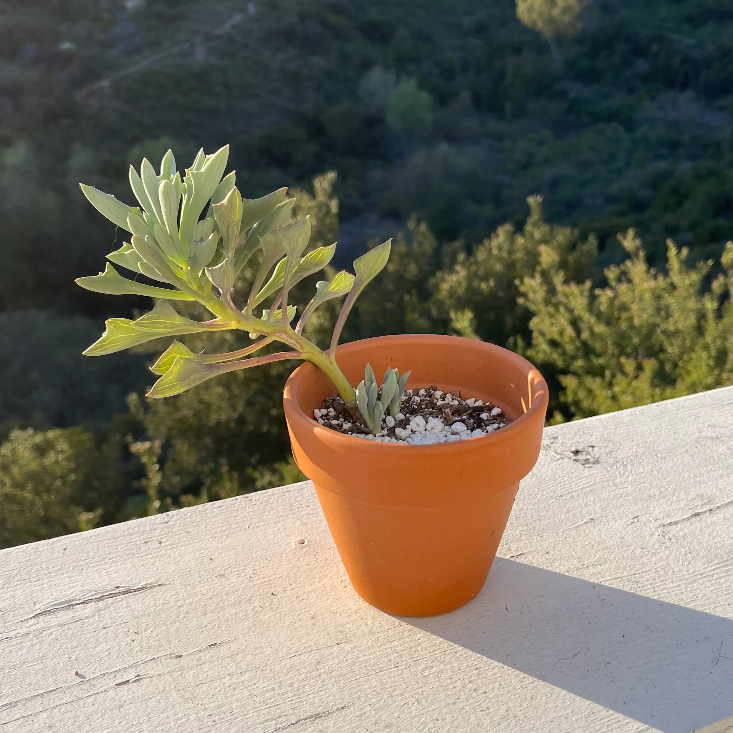 Potted Spear Head Senecio plant on a ledge with visible soil.