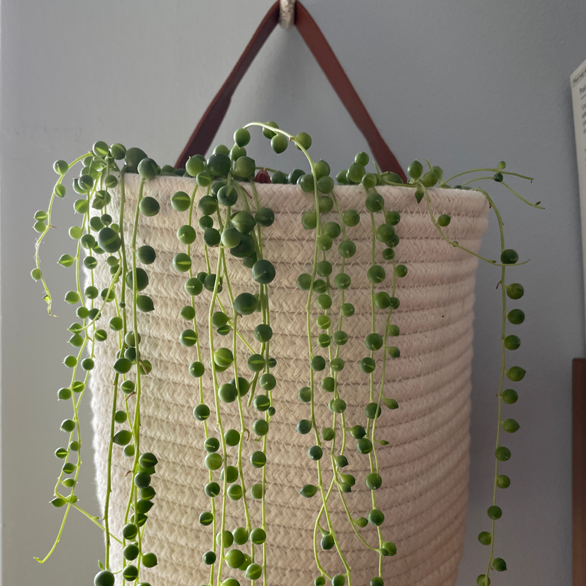 String of Pearls plant photo by @kriswhite named Gary 2 on Greg, the plant care app.