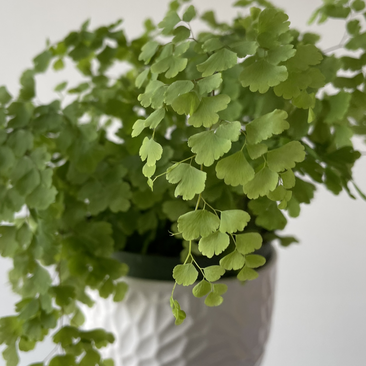 Photo of the plant species Hemionitis raddiana by @kriswhite named Lord Beverly on Greg, the plant care app