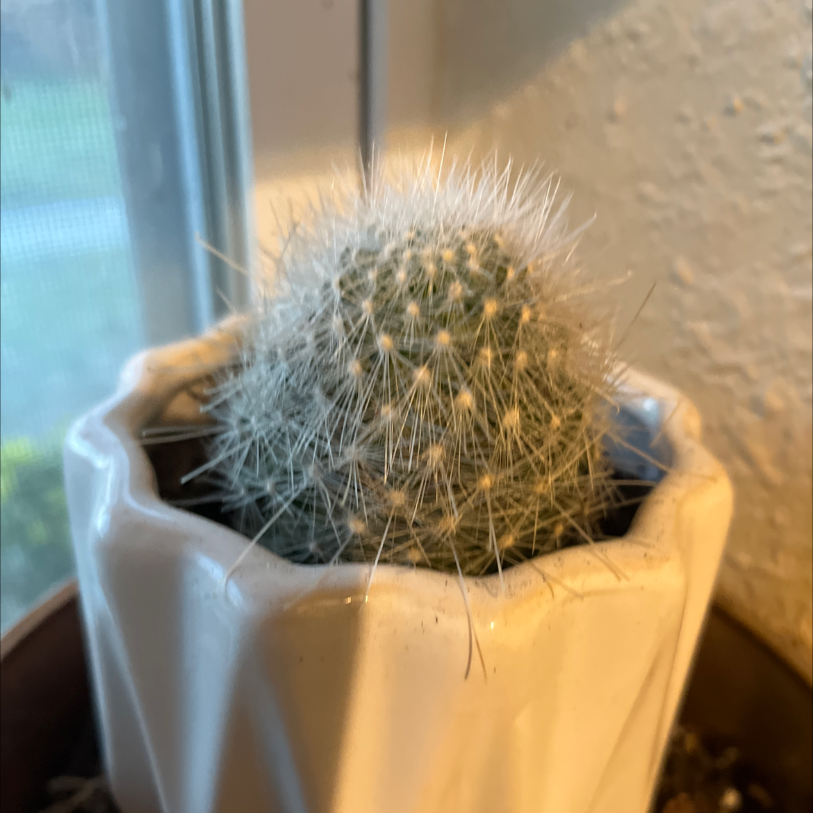 Photo of the plant species Twin Spined Cactus by @AssertivePeyote named Cacti on Greg, the plant care app