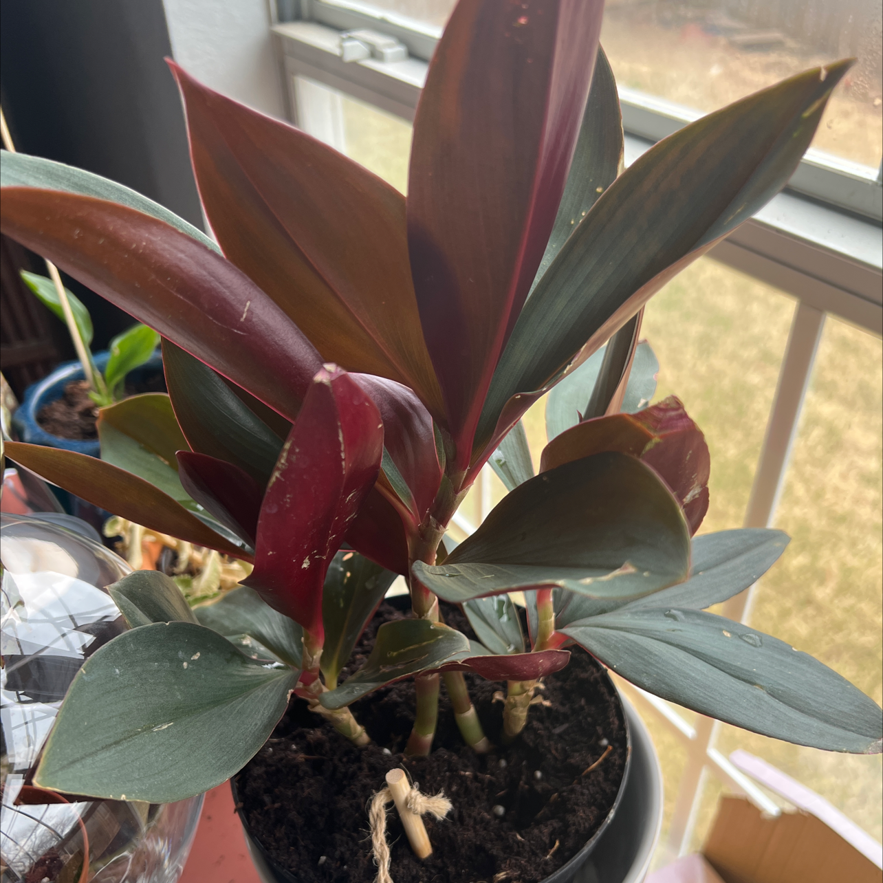 Photo of the plant species Costus erythrophyllus by @TopdogCaleypea named Your plant on Greg, the plant care app