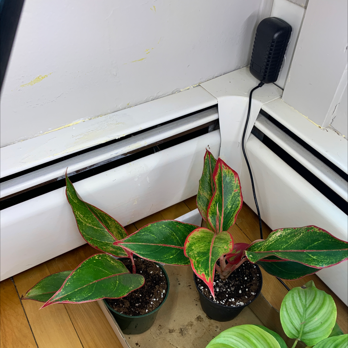 Two Red Siam Aurora Aglaonema plants in pots with green leaves edged in red, placed on a tray indoors.