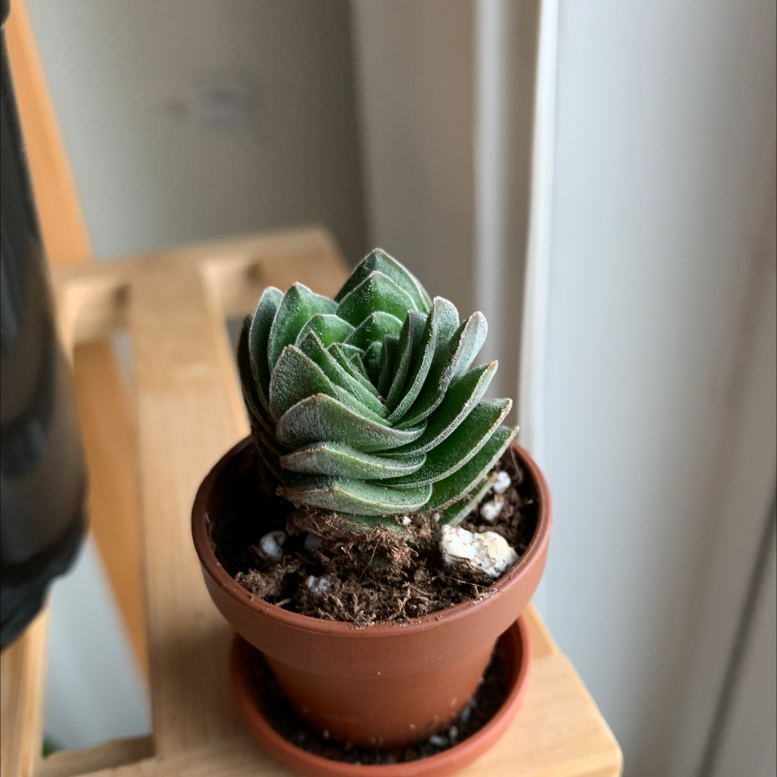 Photo of the plant species Crassula 'Buddha's Temple' by @kara named Buddha Temple on Greg, the plant care app