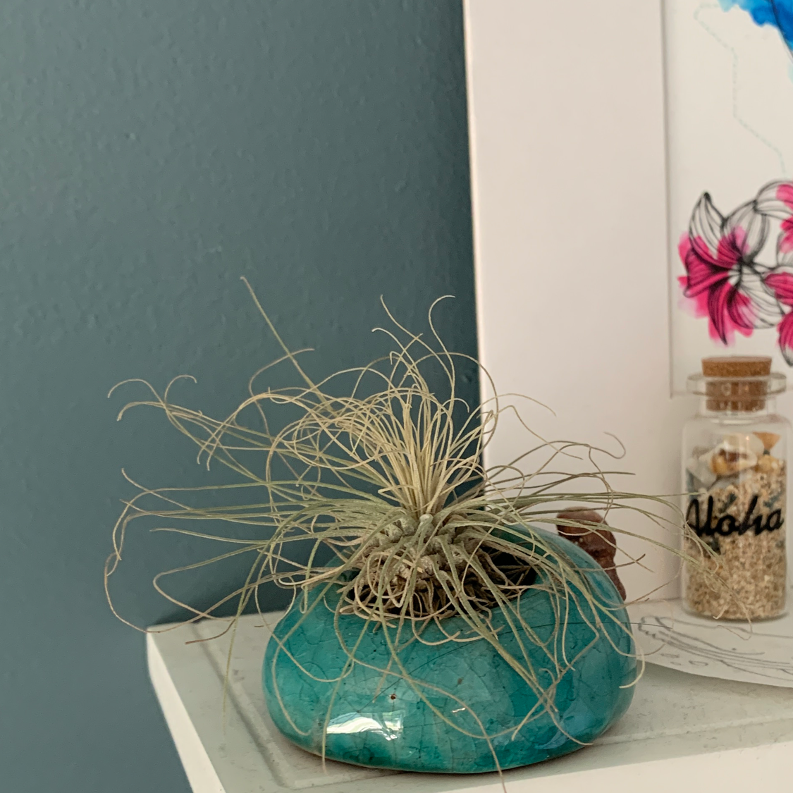 Tillandsia andreana plant in a blue ceramic holder with decorative background.