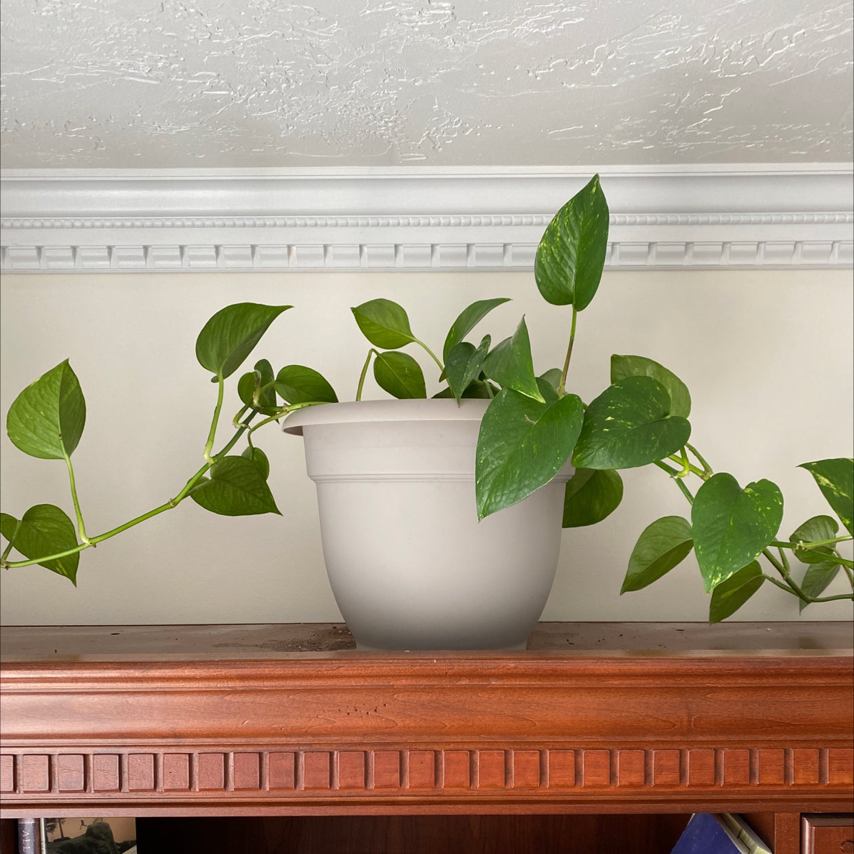 Photo of the plant species Golden Pothos by @Joedestefano named Ivy on Greg, the plant care app