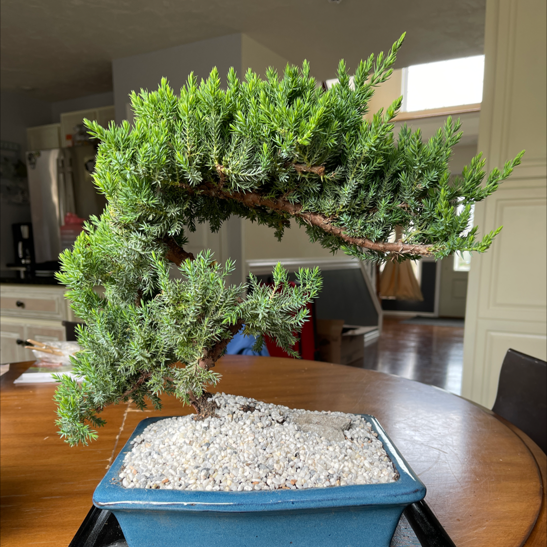 Japanese Garden Juniper bonsai in a blue pot with healthy green foliage.