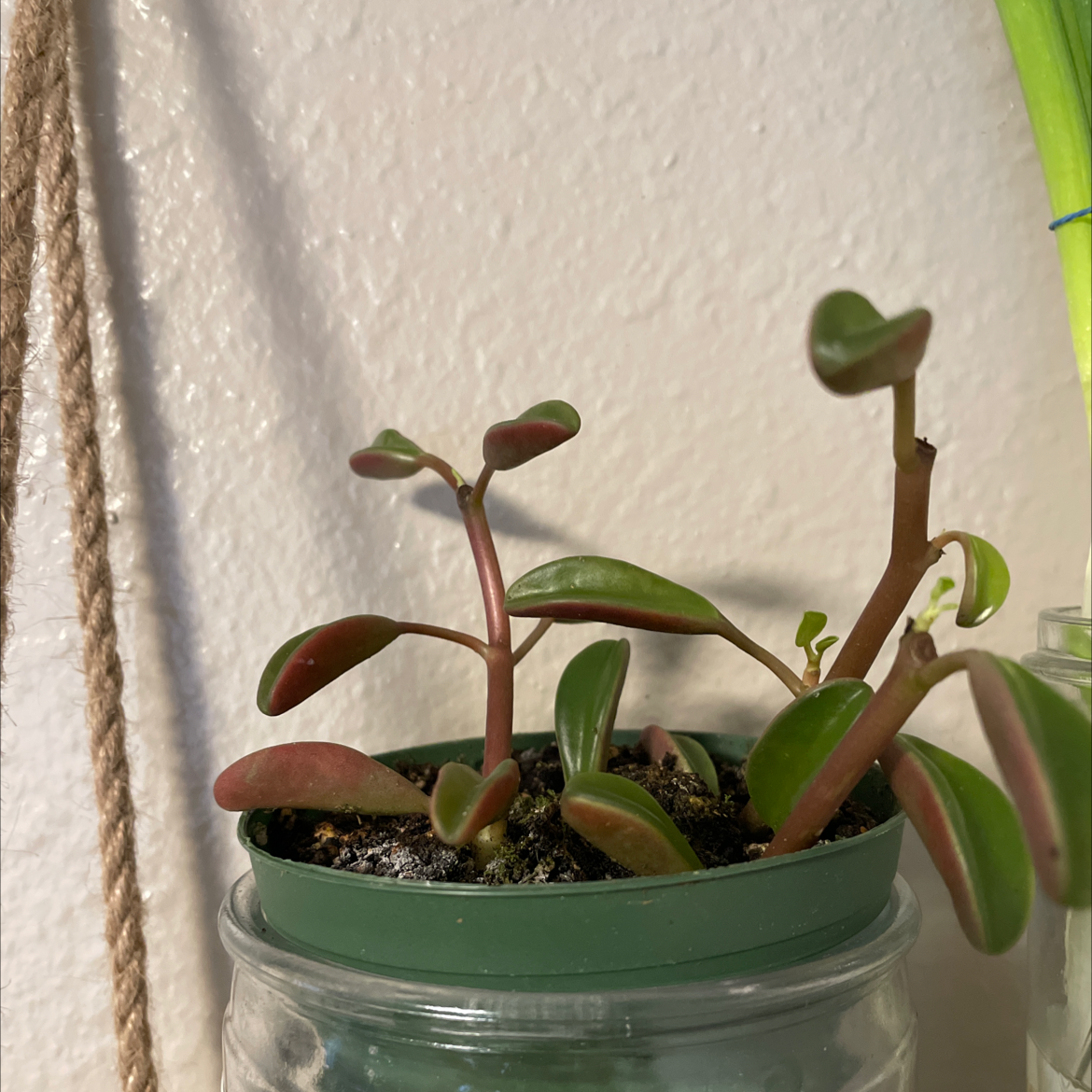 Peperomia graveolens 'Ruby Glow' plant in a green pot with healthy leaves.