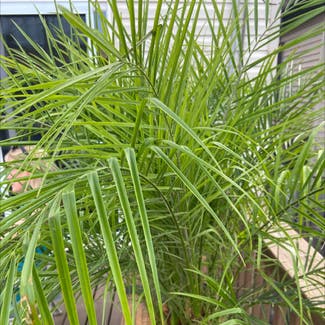 Pygmy Date Palm plant in Chicago, Illinois