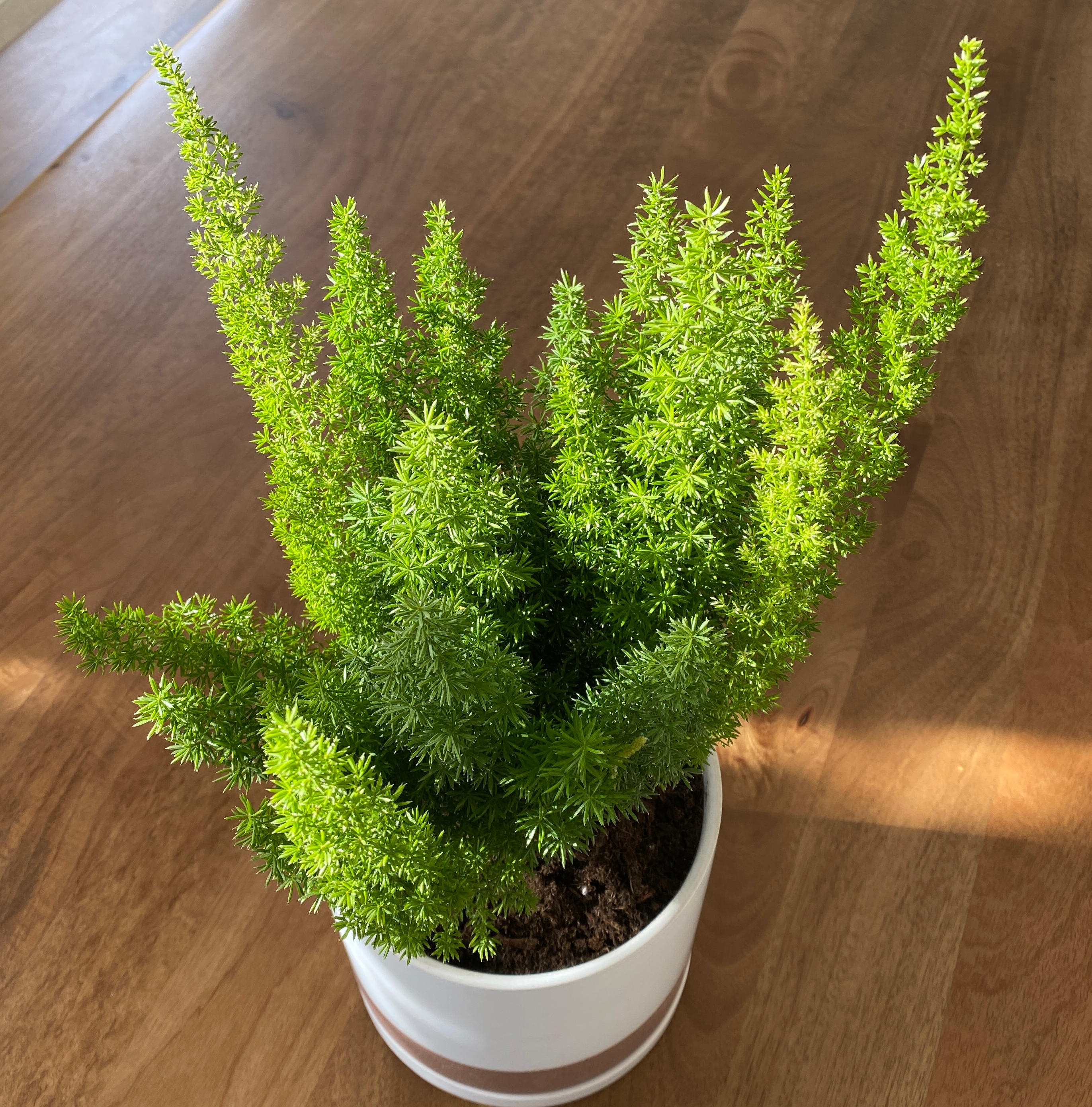Photo of the plant species Plume Asparagus by @ivysaur named Asparagus on Greg, the plant care app