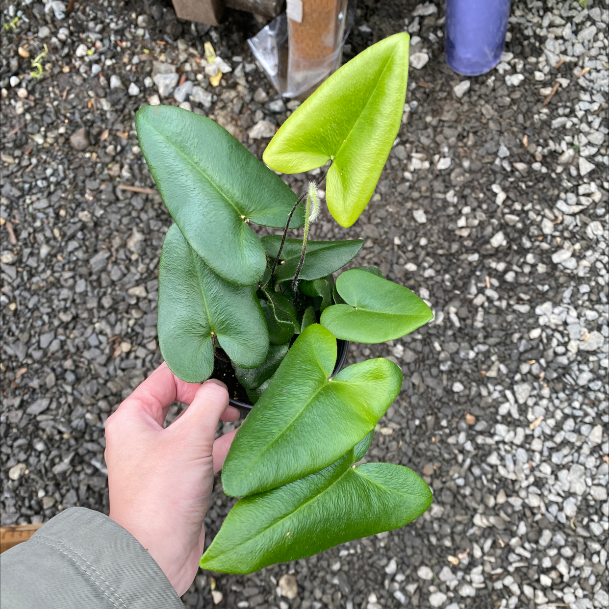 Green Arrow-Arum plant with arrow-shaped leaves, held by a hand.