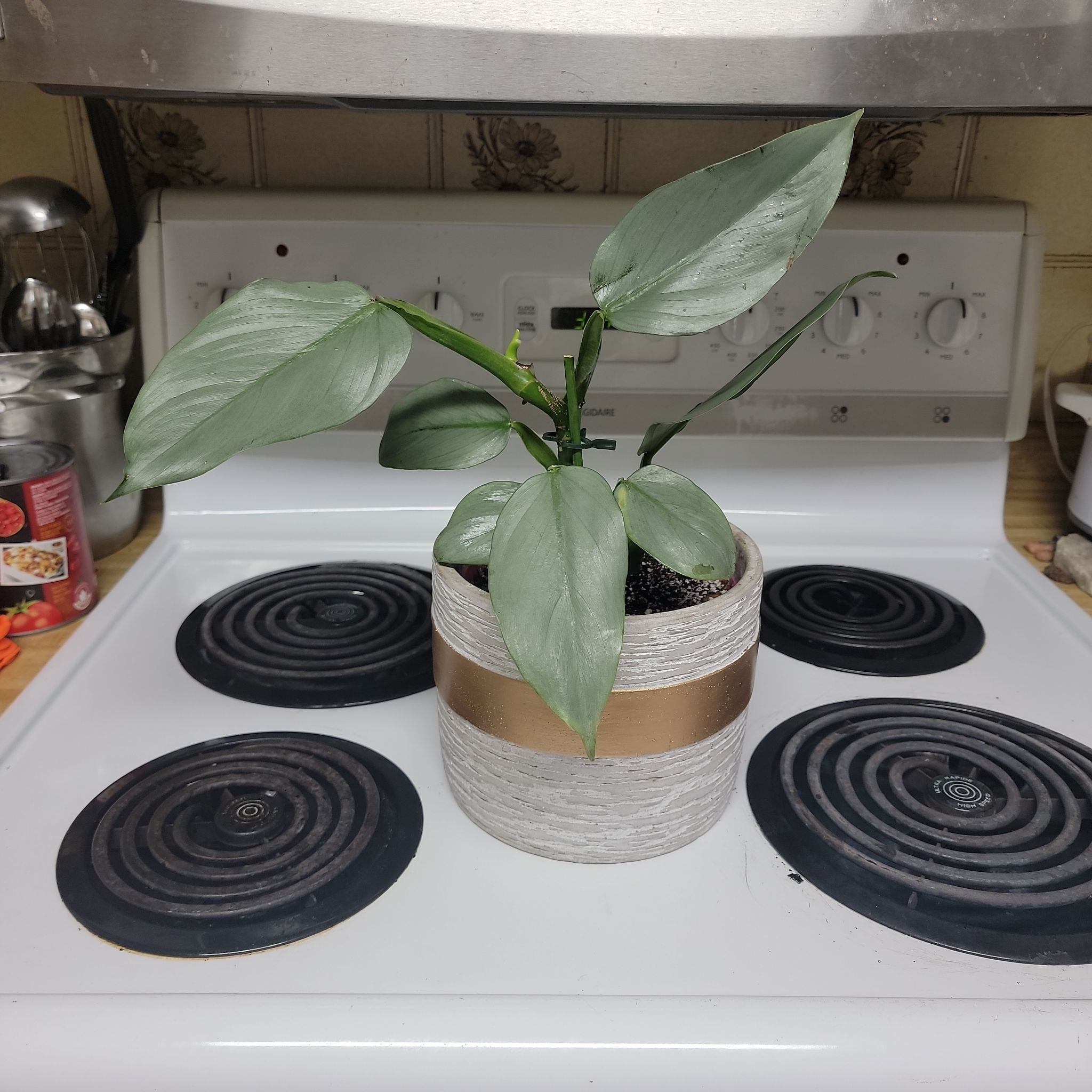 Photo of the plant species silver sword by @AbsolutelyChia named Daphne on Greg, the plant care app