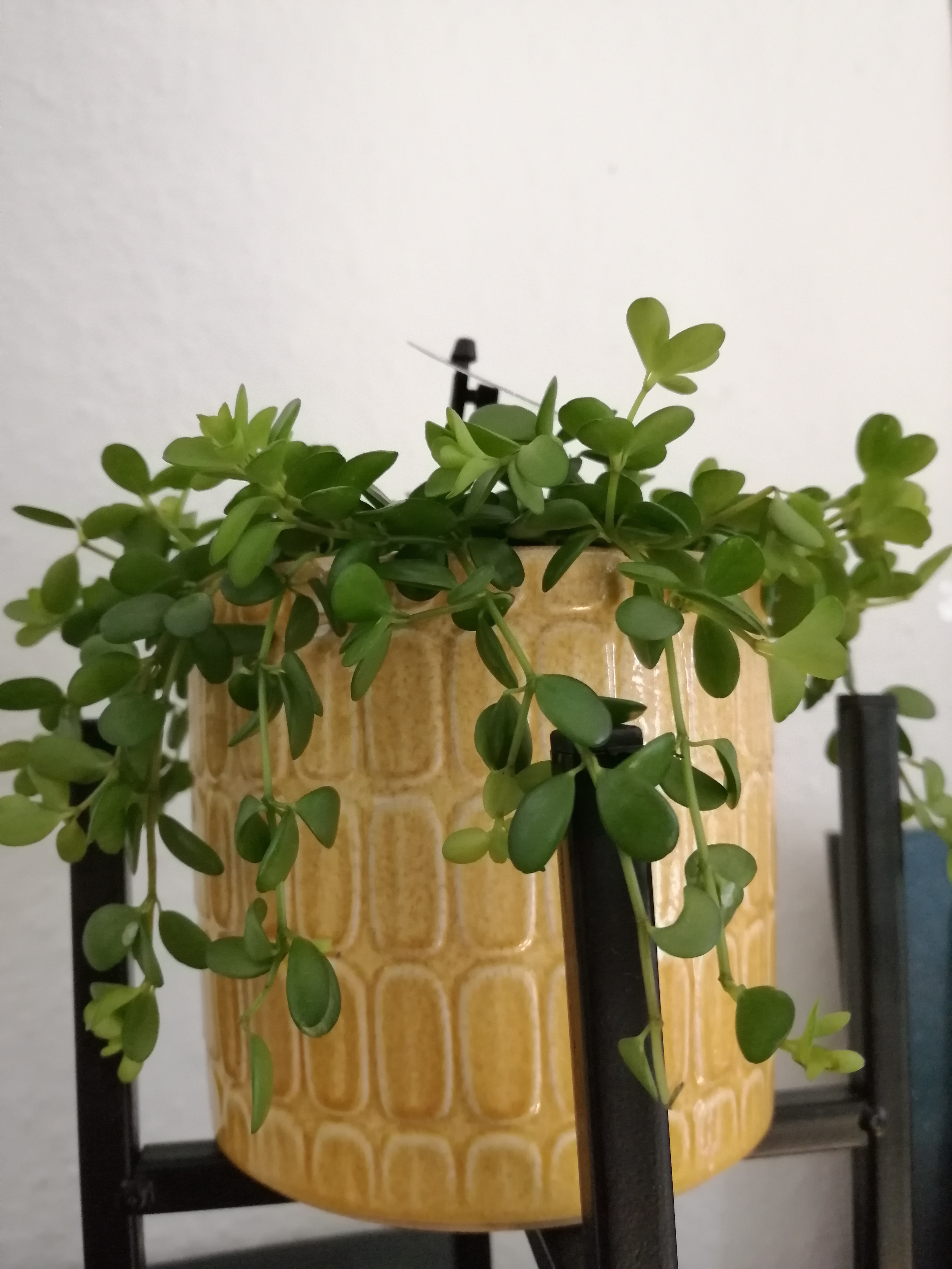 Peperomia deppeana plant in a yellow pot with vibrant green leaves.