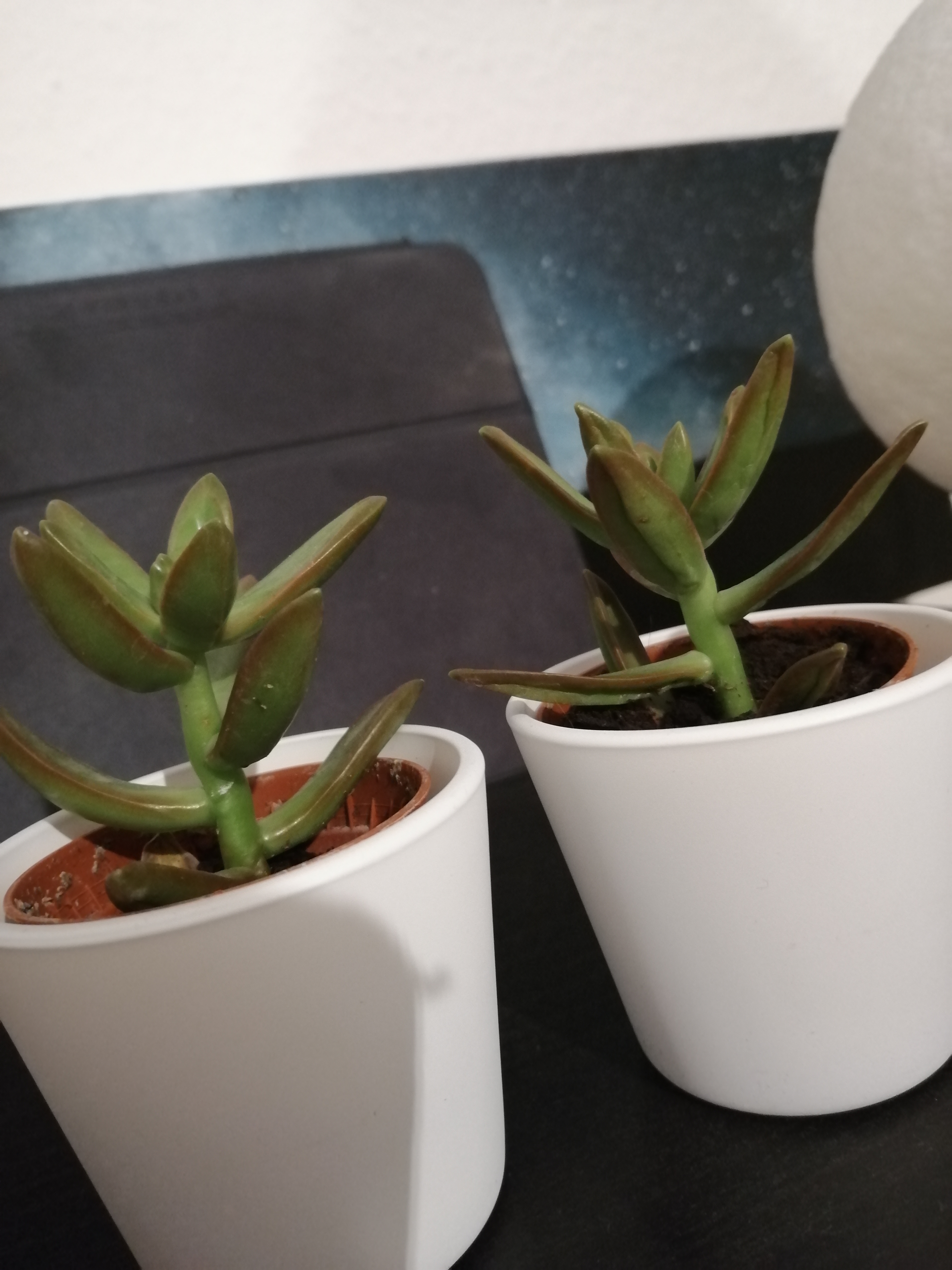 Two healthy Tree Stonecrop plants in white pots with green leaves.